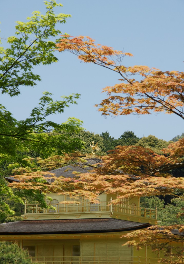 京都といえば...金閣寺①