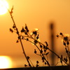 夕日