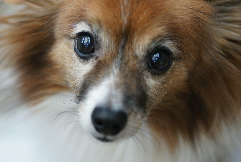 老犬の眼差し