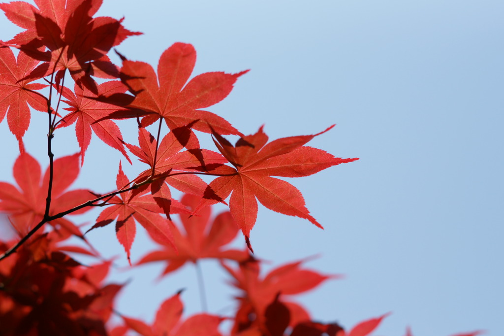 空いろ・紅葉いろ