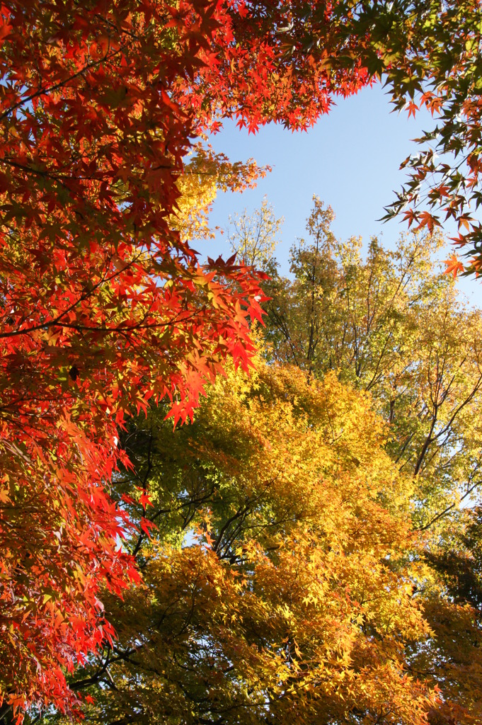 京都の紅葉