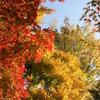 京都の紅葉
