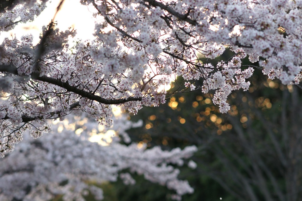 夕暮れの桜