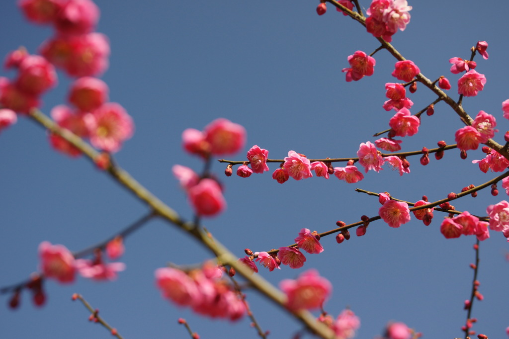 紅梅と青空