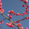 紅梅と青空