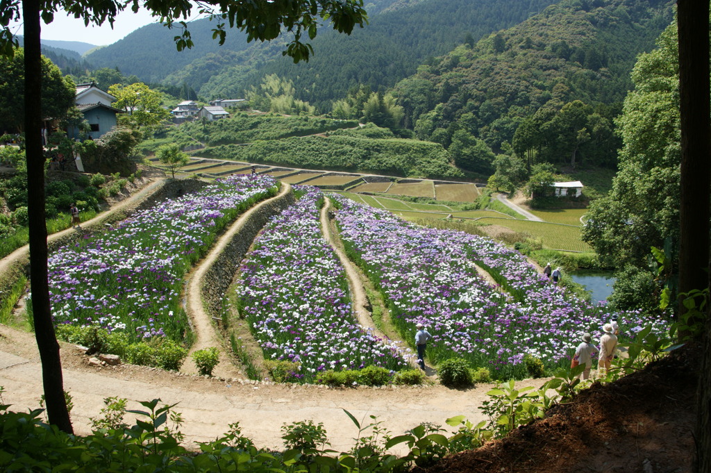 棚田のなかに