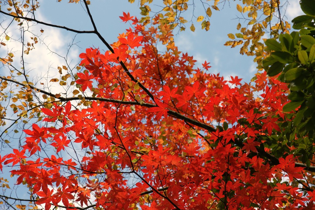 紅葉見てきました