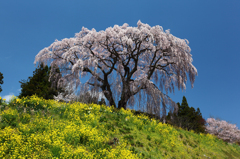 三春の桜