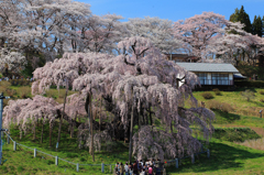 三春の滝桜