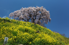 三春の桜
