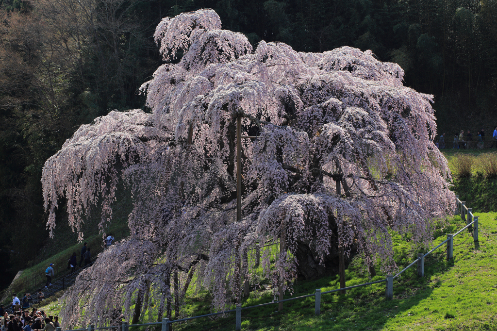 三春の滝桜