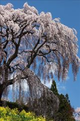 三春の桜