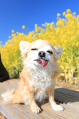 あまえんぼう
