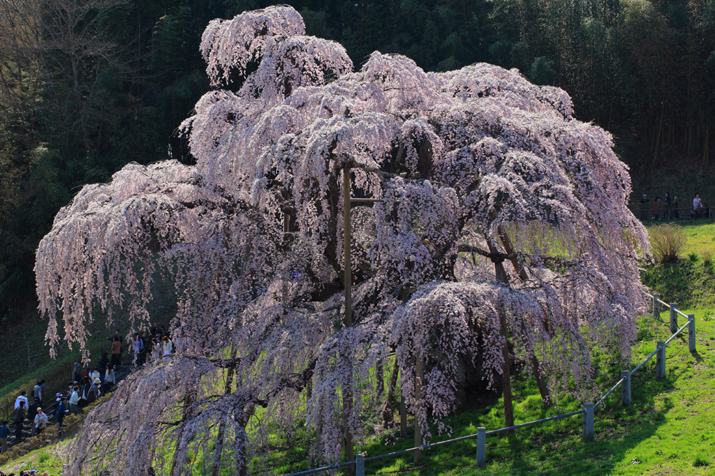 三春の滝桜