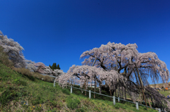 三春の滝桜