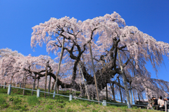 三春の滝桜