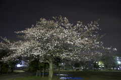 夜桜