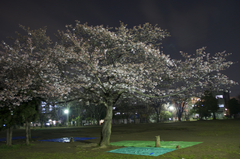 夜桜