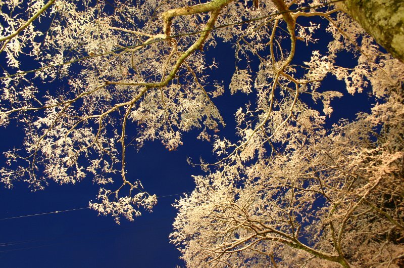 雪桜