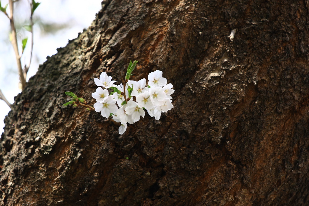 桜