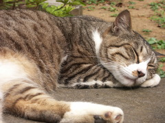 ねこ