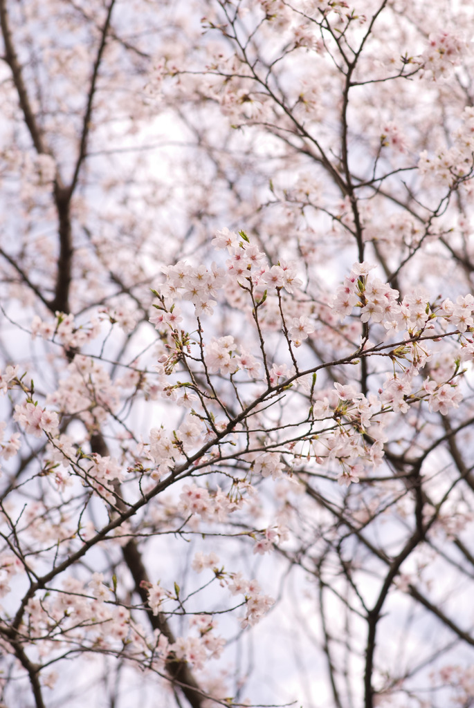 ＳＡＫＵＲＡ　春爛漫