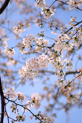 ＳＡＫＵＲＡ　春爛漫