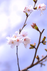 ＳＡＫＵＲＡ　春爛漫