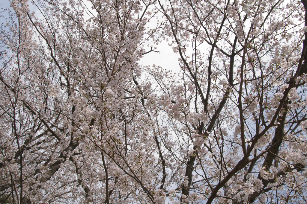 ＳＡＫＵＲＡ　春爛漫