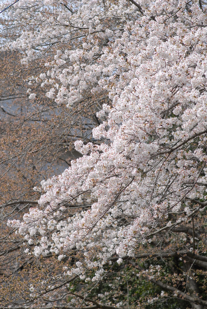 ＳＡＫＵＲＡ　春爛漫