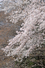 ＳＡＫＵＲＡ　春爛漫