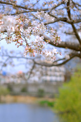ＳＡＫＵＲＡ　春爛漫