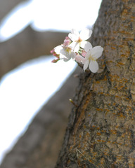 ＳＡＫＵＲＡ　春爛漫