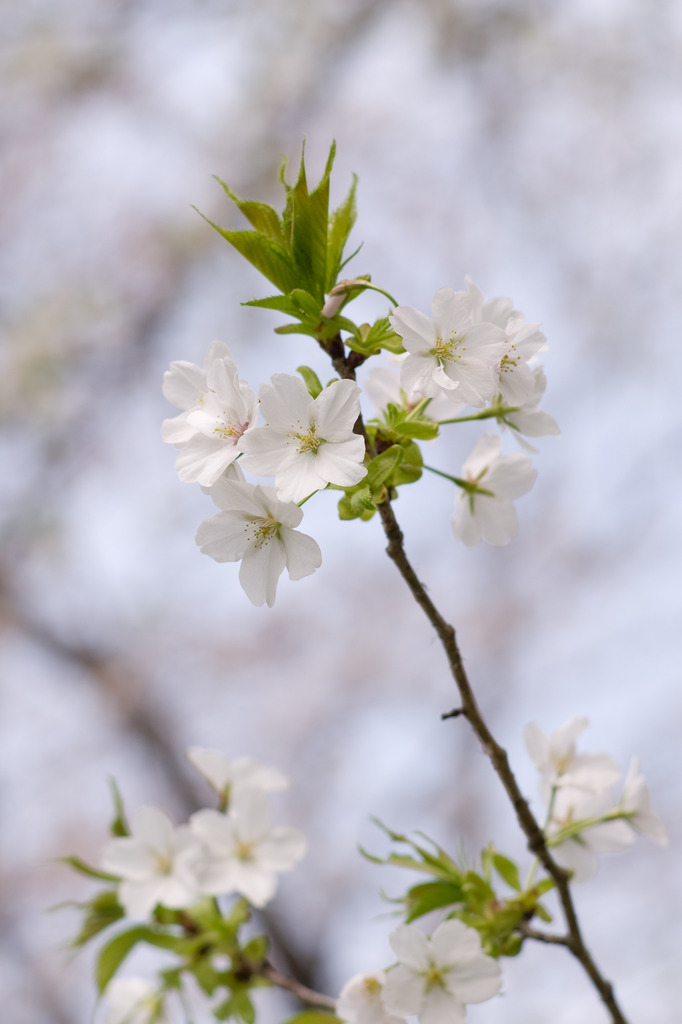 ＳＡＫＵＲＡ　春爛漫