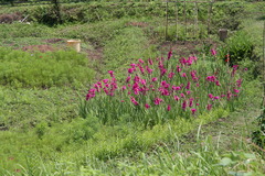 いなかに綺麗な花