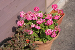 道ばたにある花