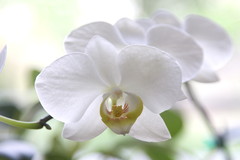 純白な白い花