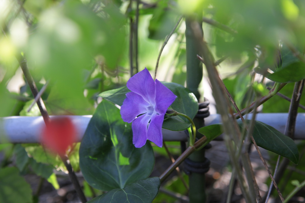 日陰の片隅に花を咲かせる