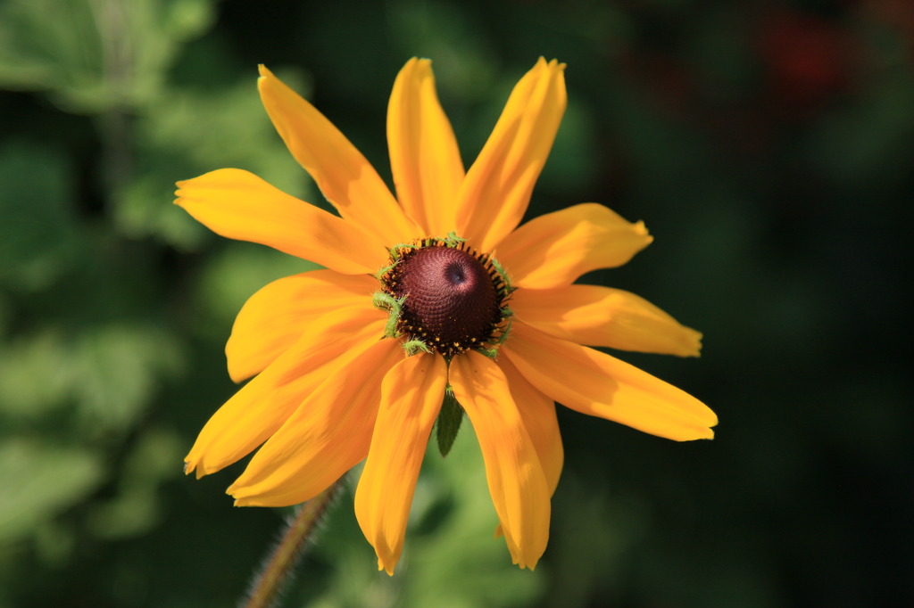 太陽に向かって