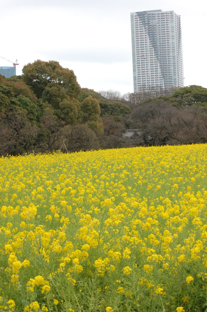 ビルと花②