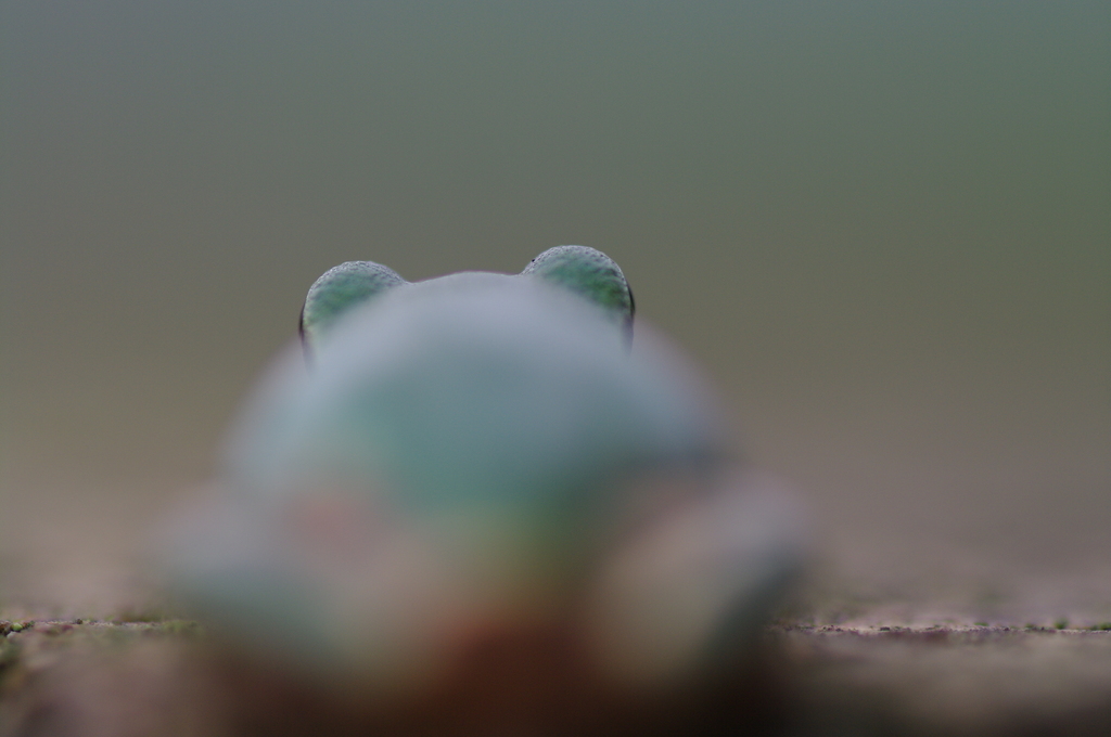 カエルさん