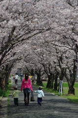 桜トンネル