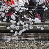 桜散る高瀬川