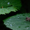 ON THE LEAF