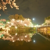 夜桜