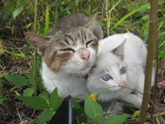 野良猫の親子