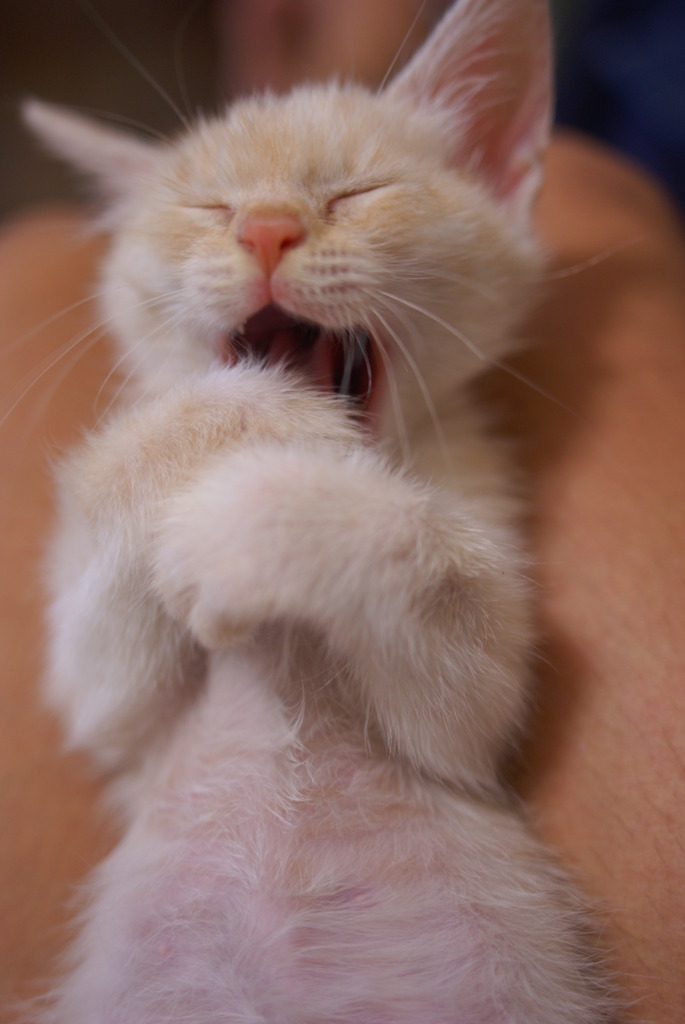 子猫