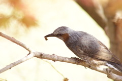 ヒヨ鳥？の昼メシ