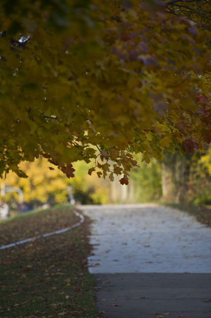 Autumn in Fenway