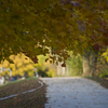 Autumn in Fenway